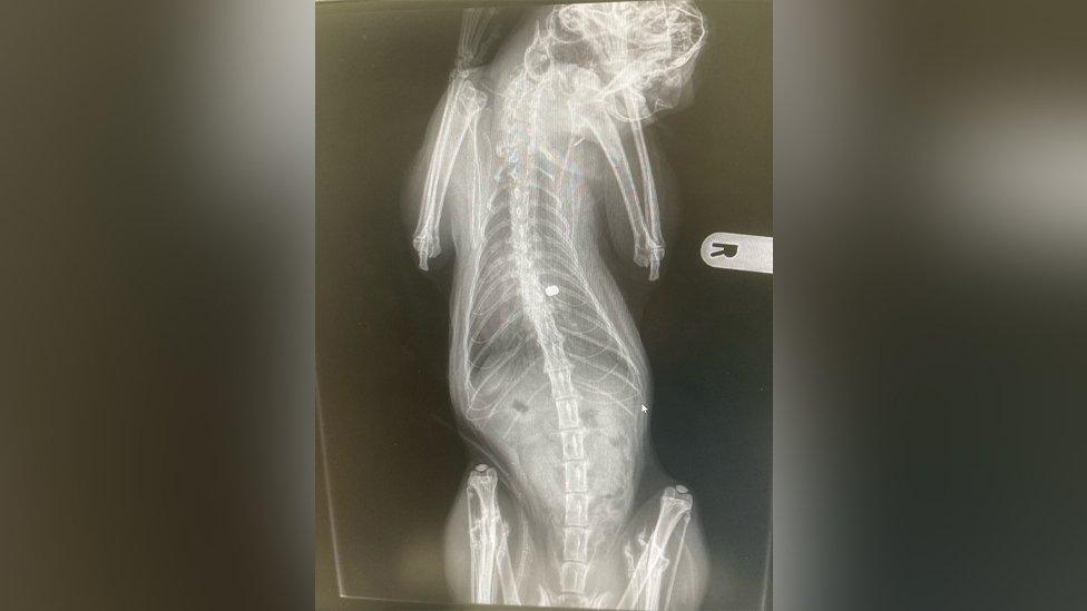 X-ray image of Belle's injuries after airgun pellet