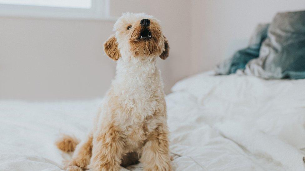 Dog sat on bed howling