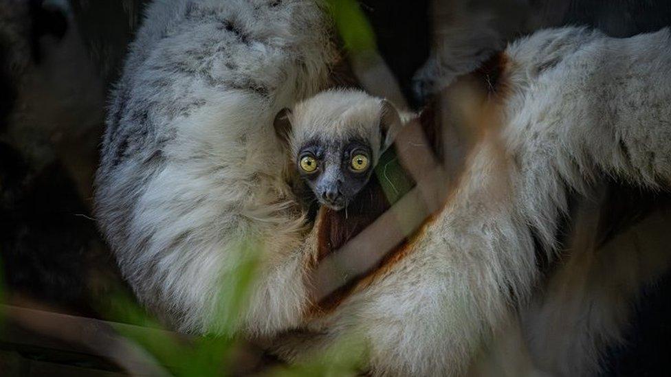 Rare baby lemur