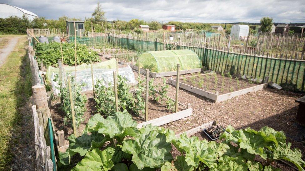 A plot at Ards Allotments