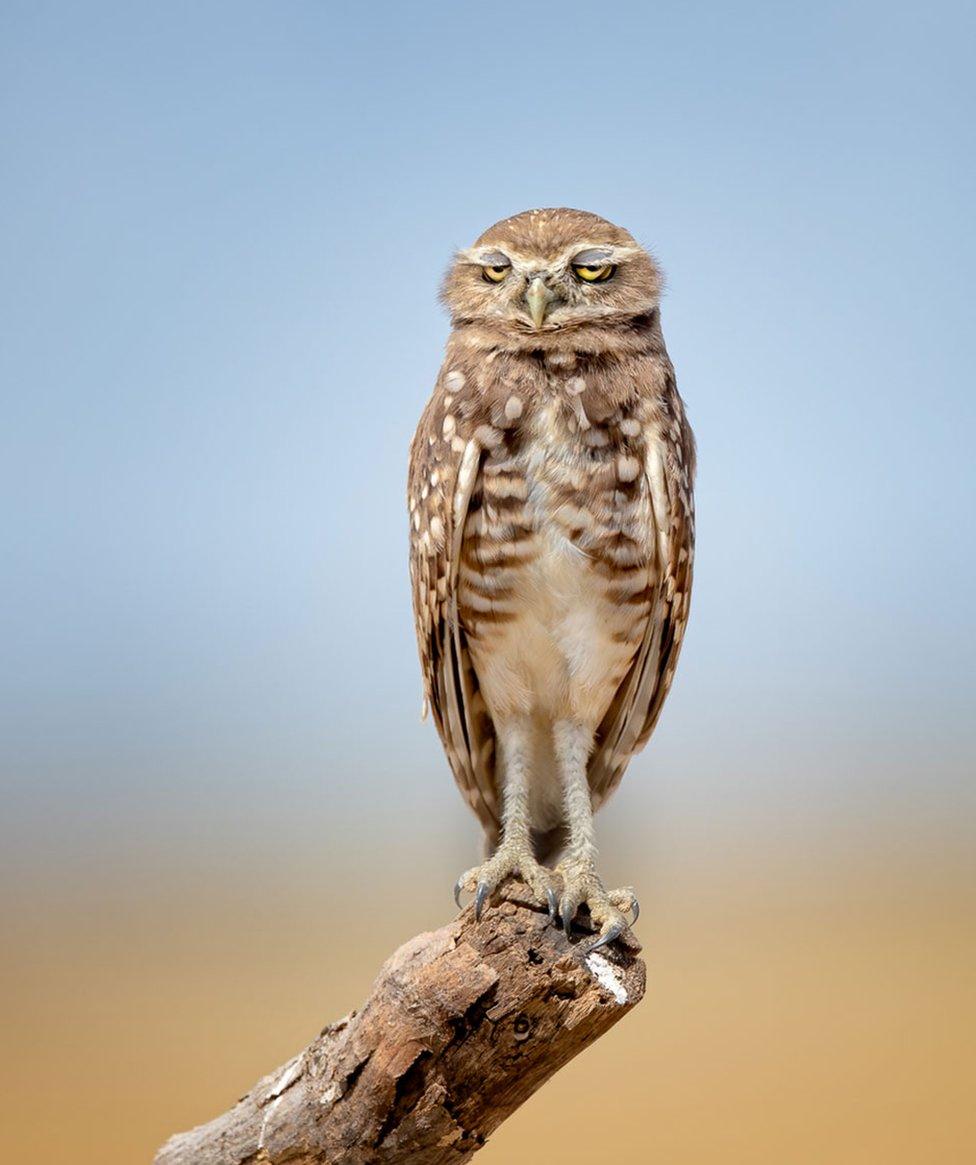 A burrowing owl