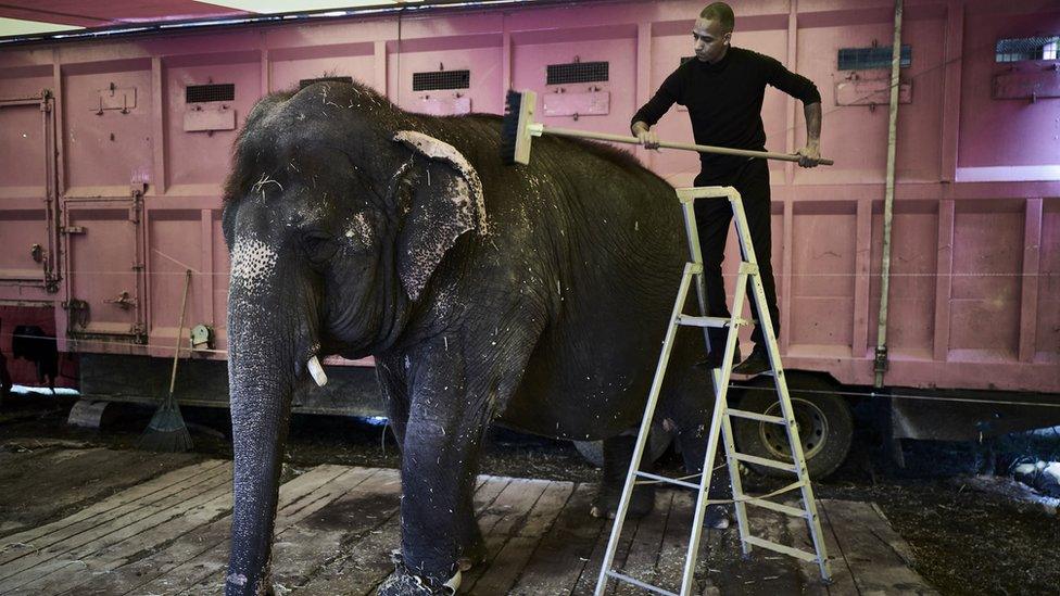 A man cleans an elephant at the Medrano Circus, as the travelling circus set up his circus tent in Lyon