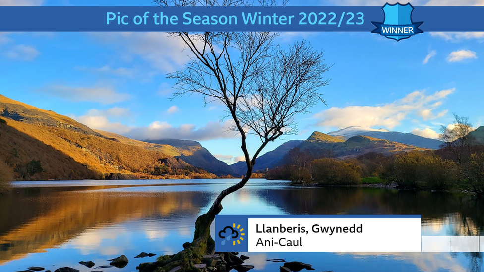 Lonely tree situated in the lake in Llanberis with a mountain backgdrop. Blue sky with scattered clouds. By 鶹Լ Weather Watcher Ani-Caul.