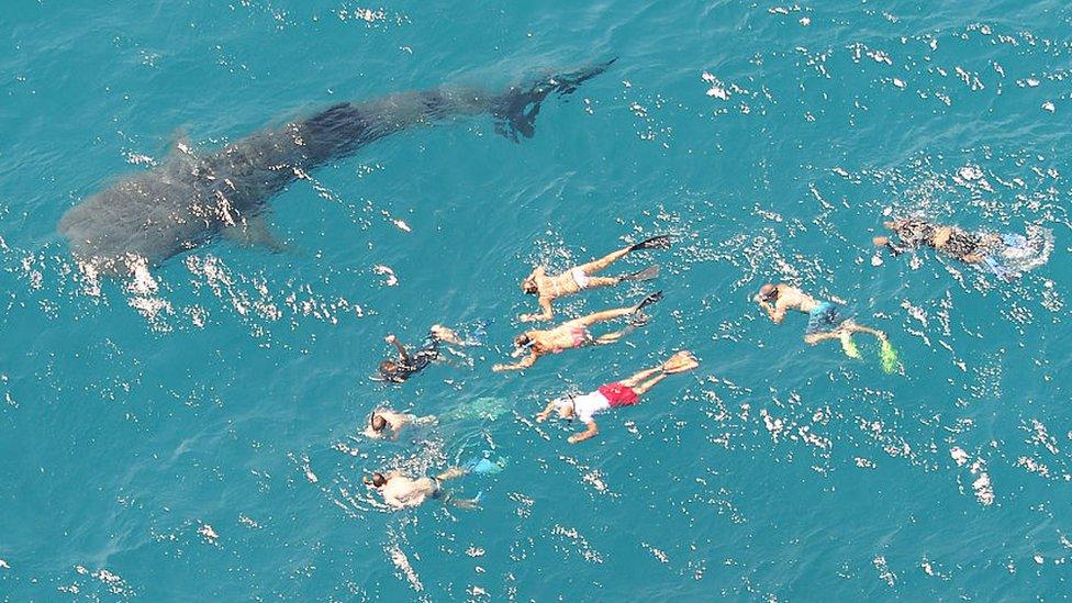 Whale shark surrounded by people swimming