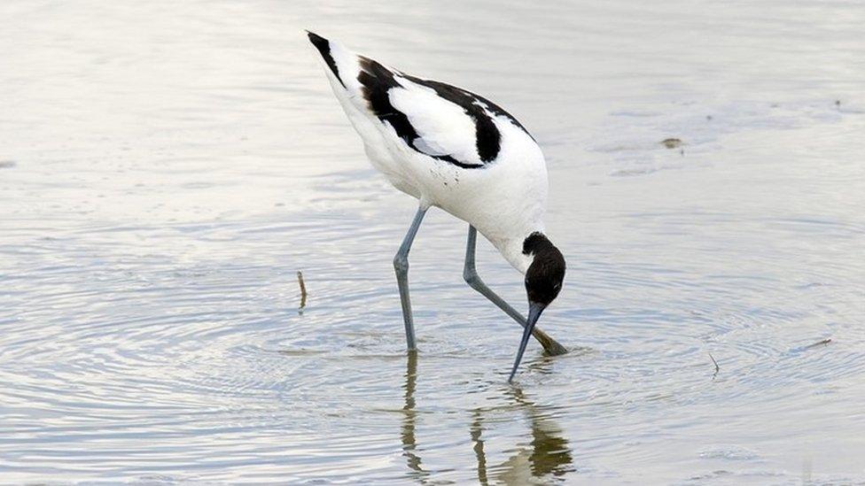 An avocet