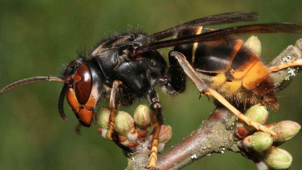 Asian hornet