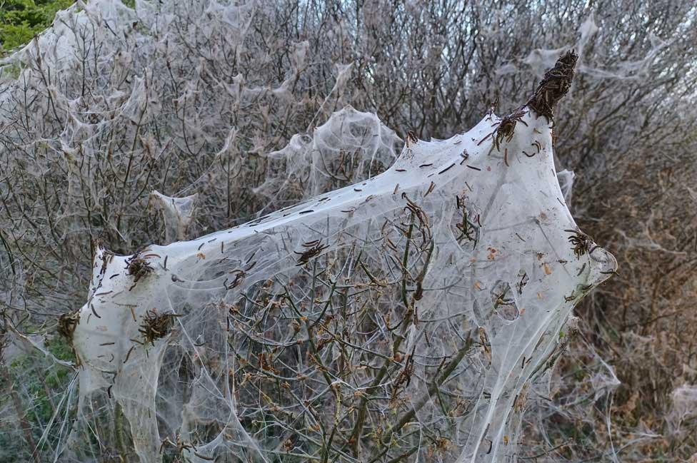 Likely Ermine moth caterpillars on the A146 between Chedgrave and Thurton