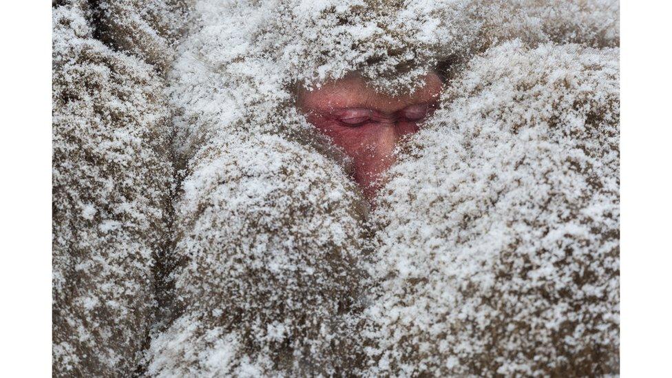 Japanese macaques covered in snow