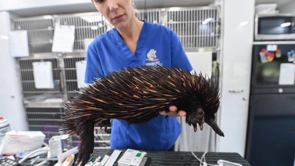 echidna-being-looked-after