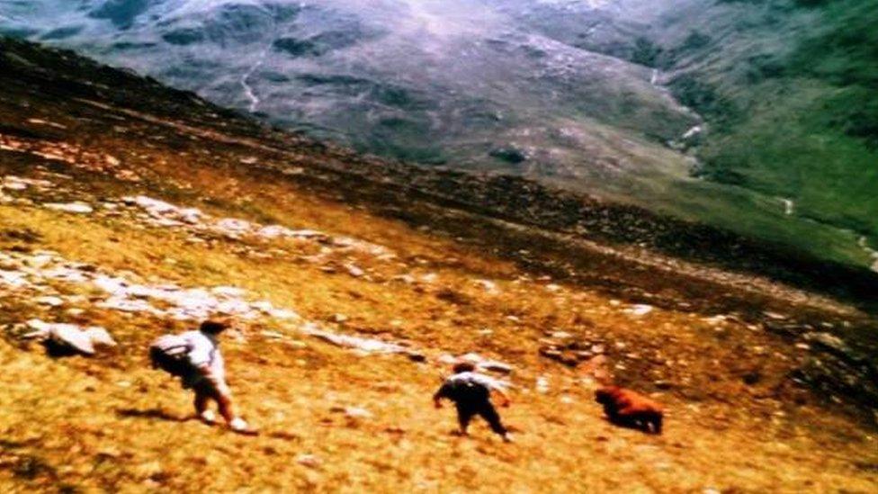 Bull on Five Sisters of Kintail Ridge