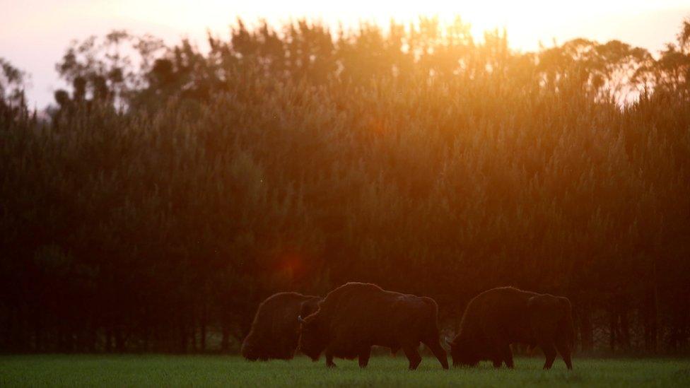 European bison graze on the edge of Bialowieza Forest,