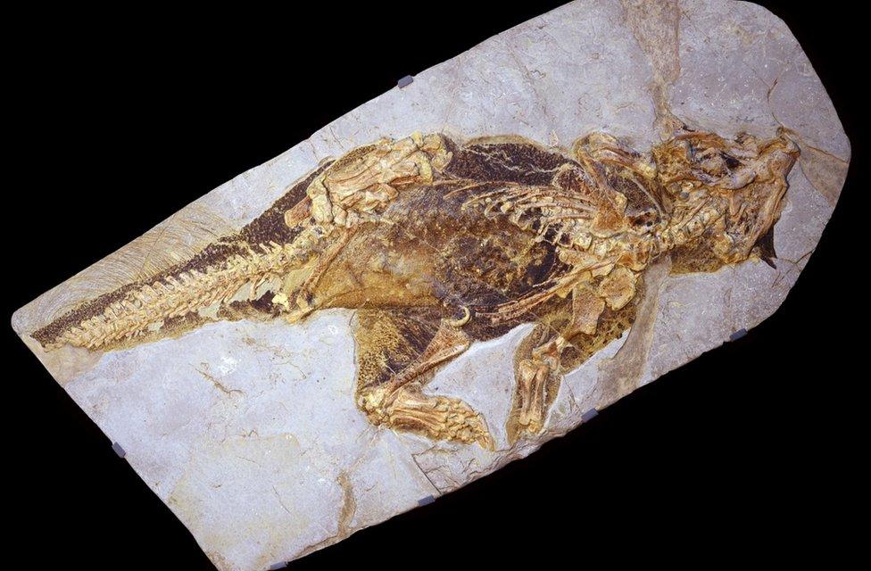 Psittacosaurus fossil