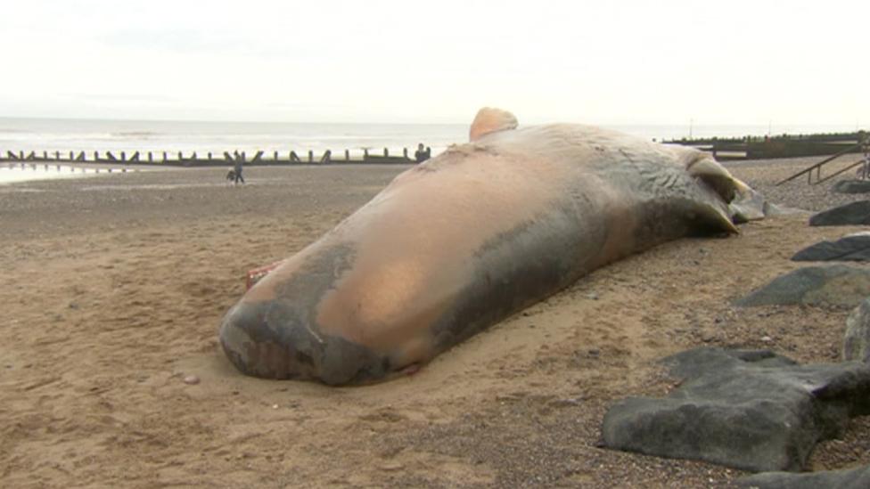 Sperm whale on beach