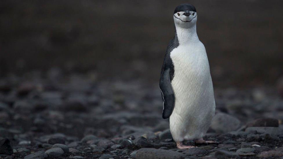 chinstrap-penguin.