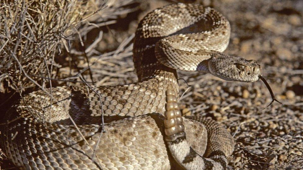 The Western diamondback rattlesnake