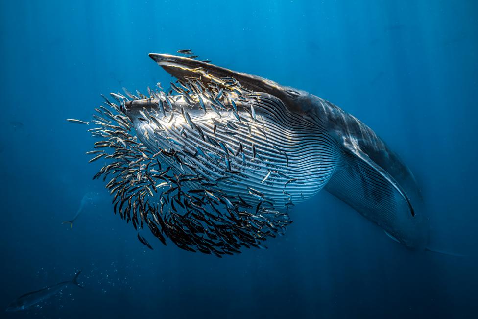 A Bryde's whale engulfing a bait ball