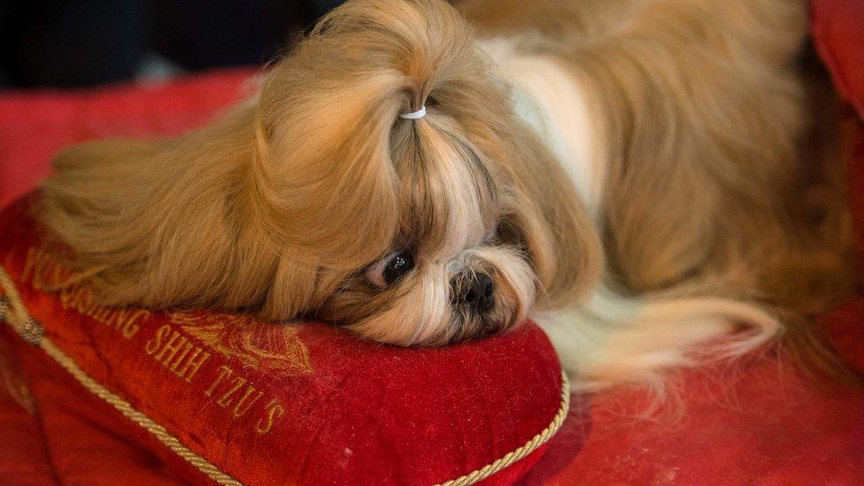 Shih tzu dog rests on a pillow