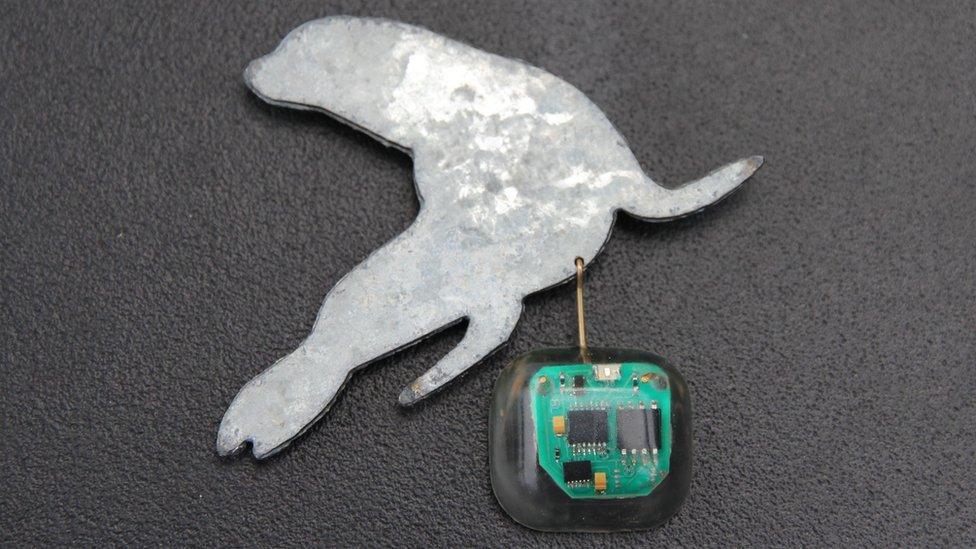 A geolocator brooch cut to look like a seal