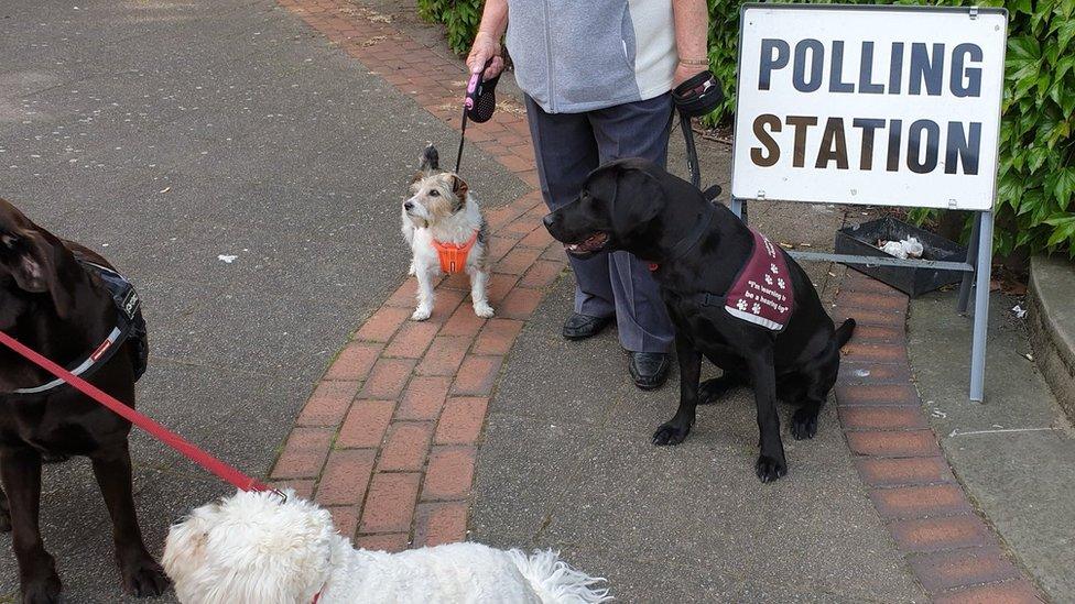 Dogs at polling station