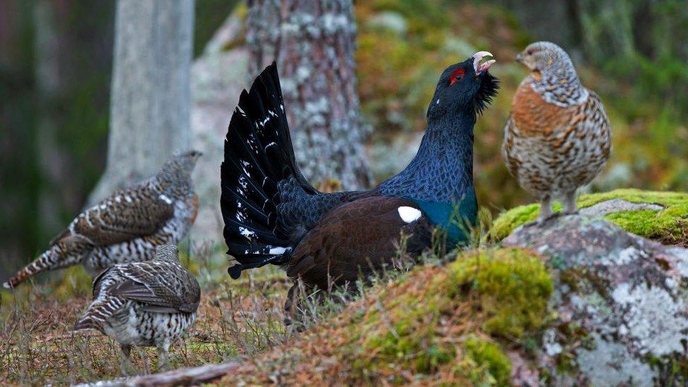 A male capercaillie, next to three female ones