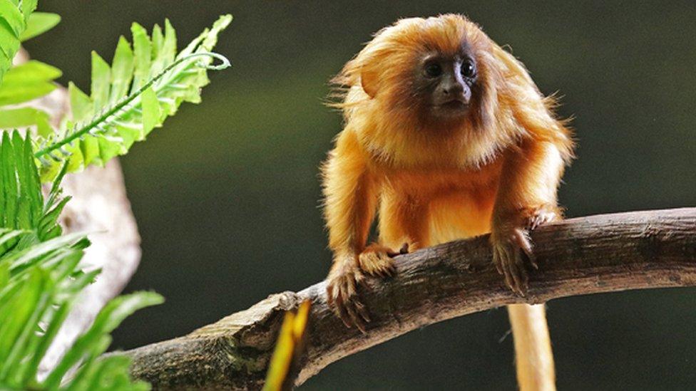 Kumquat the golden lion tamarin