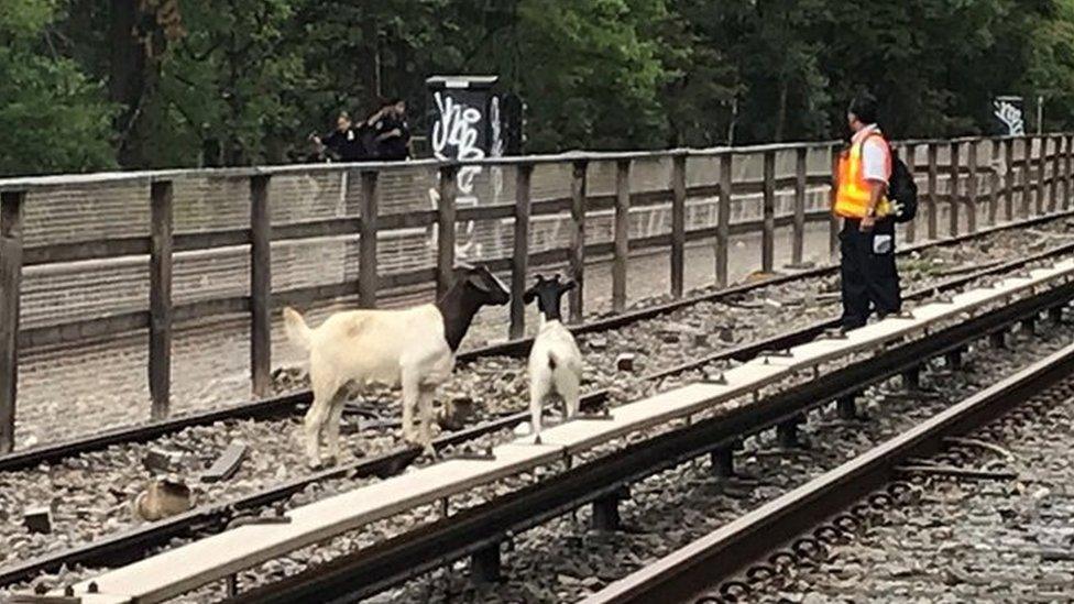 Goats seen on a New York City subway track on 20 August 2018