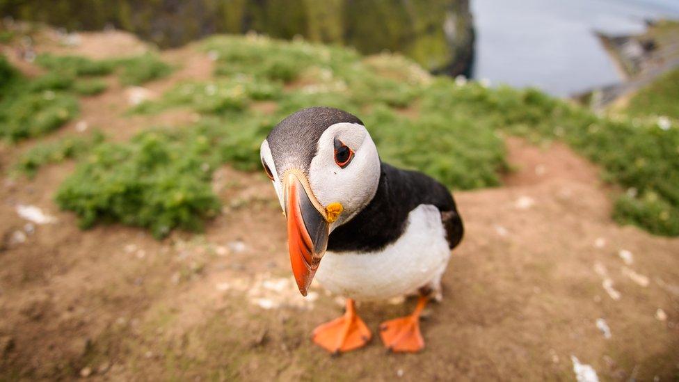 puffin on skomer island