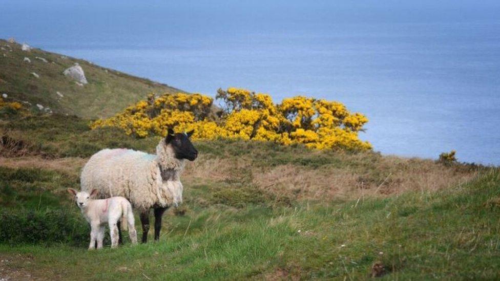 shepherding forms part of the duties