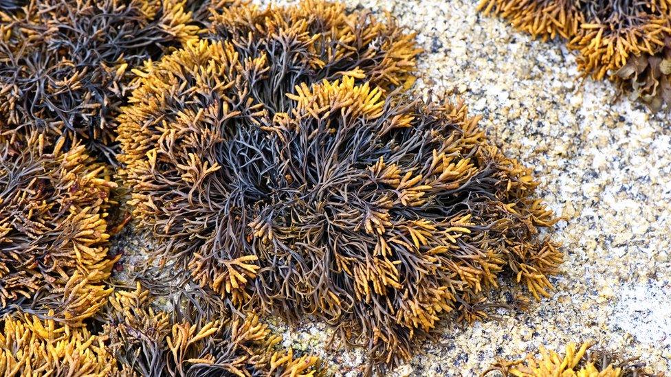 Close-up image of vibrant coloured seaweed on rock surface with the tide out.