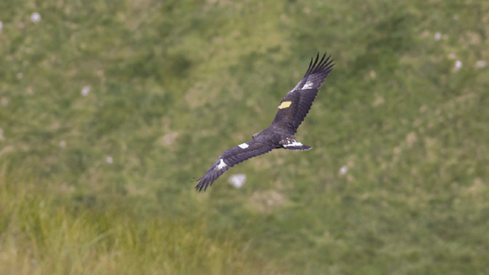 Golden eagle