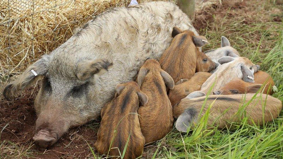 Mangalitza pigs at Devon County Show