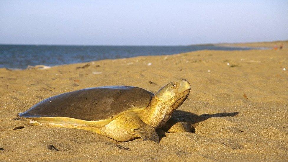 flatback-sea-turtle.