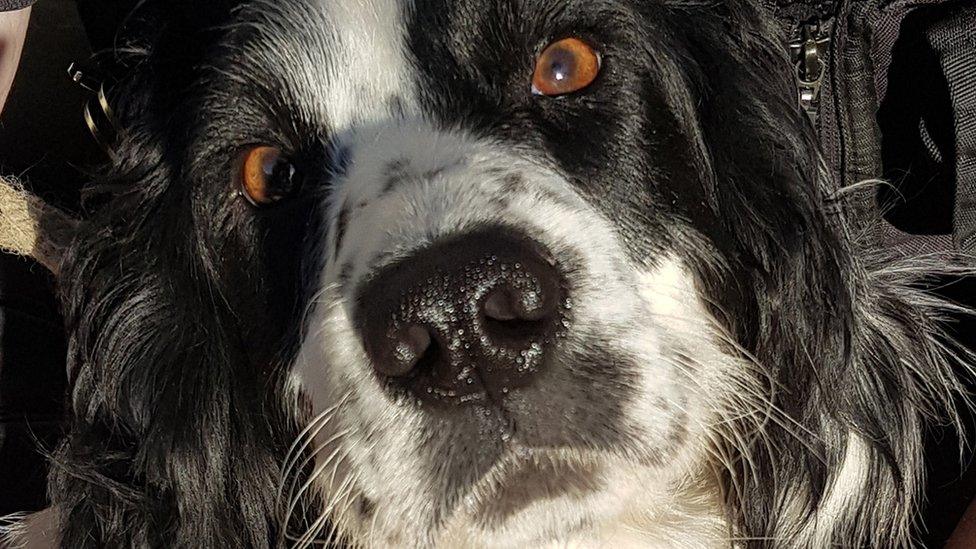 Stolen spaniel