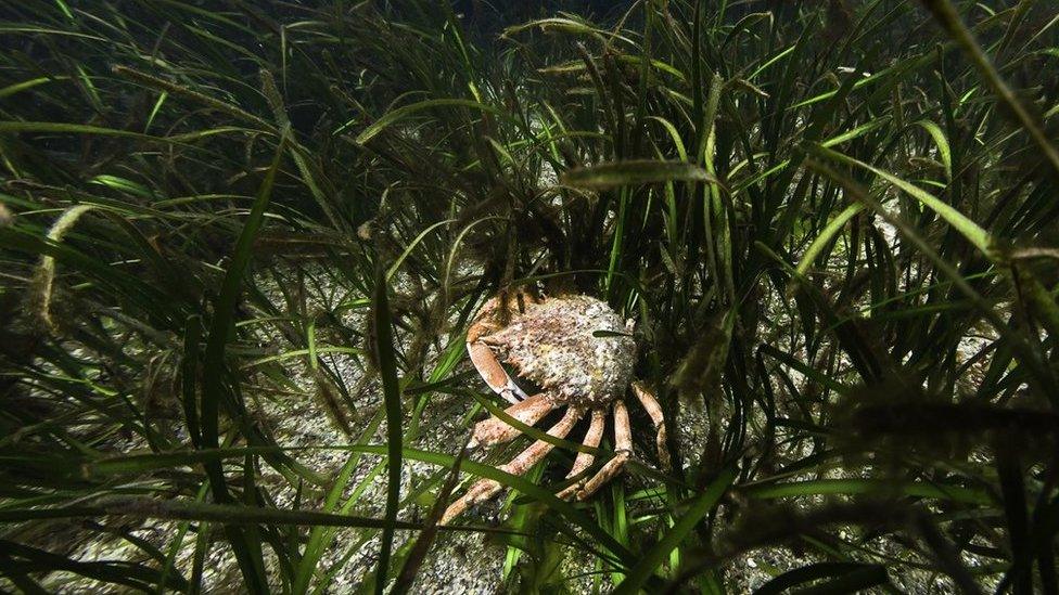 An image of Eelgrass