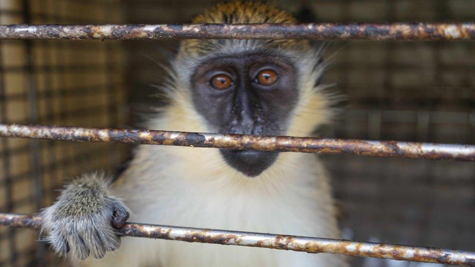 A caged monkey