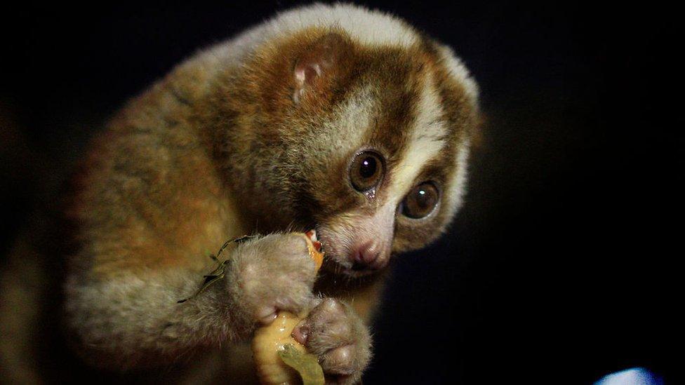 slow loris