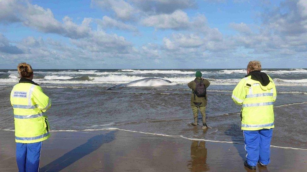 The dead fin whale on the north Norfolk coast