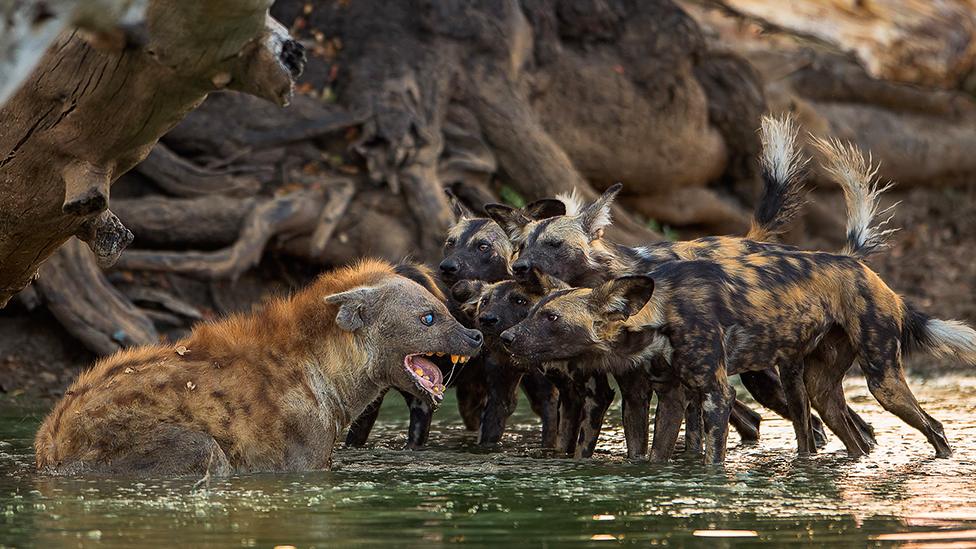 African wild dogs