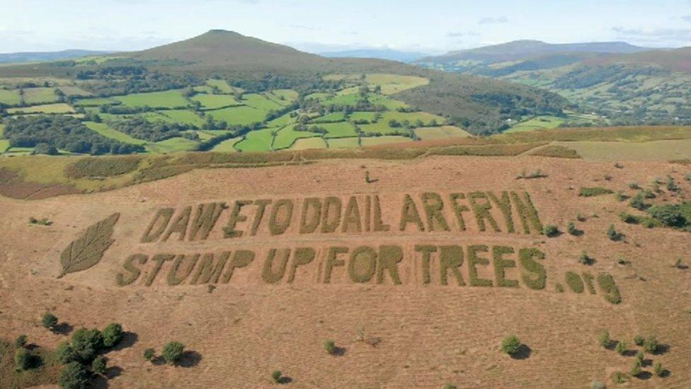 Giant sign cut into the fern on hillside