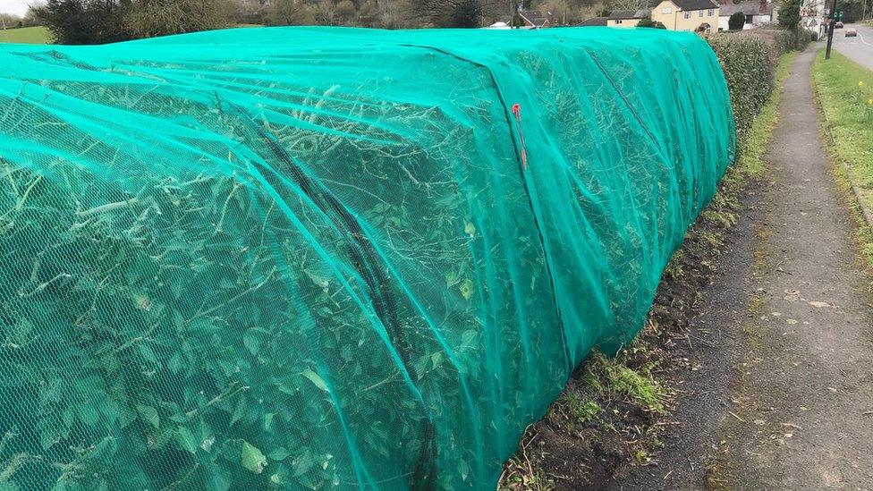 Netting at Rocks Green, near Ludlow in Shropshire