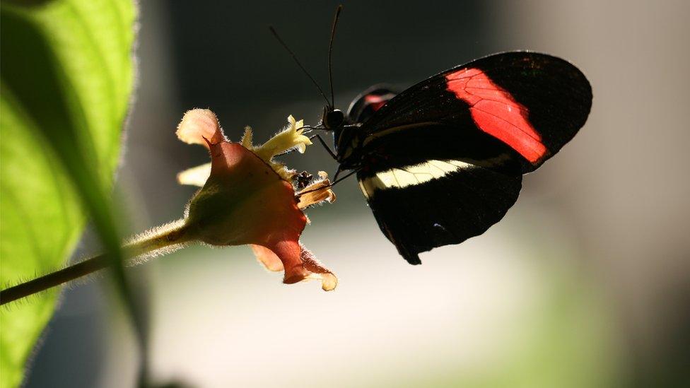 colourful butterfly