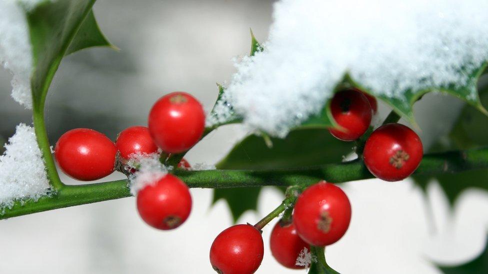 Holly berries on a branch are peeking out of the snow