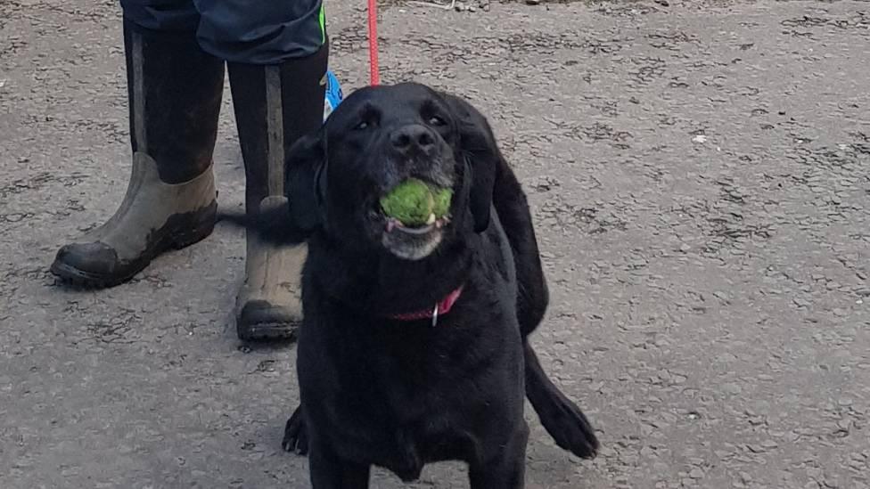 Shelley the Labrador police dog