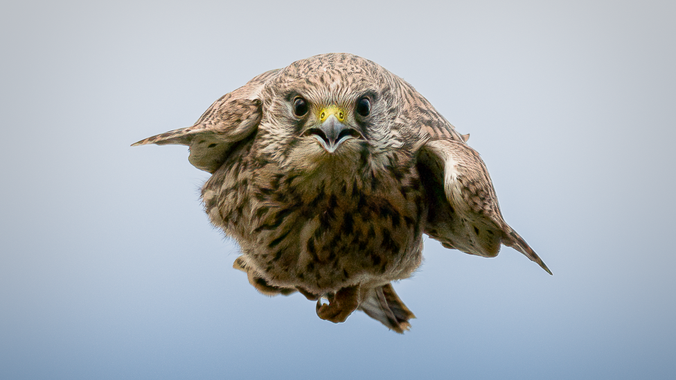 Kestrel in a stoop