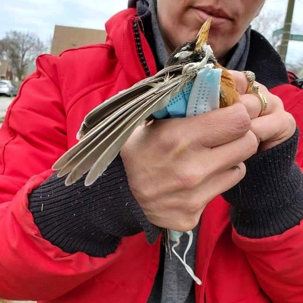 An American robin tangled in a face mask