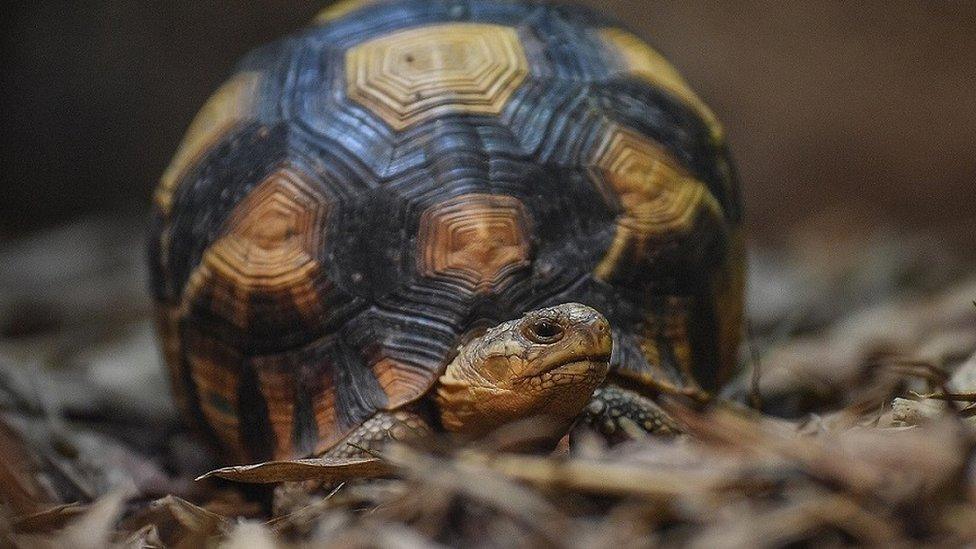 tortoise