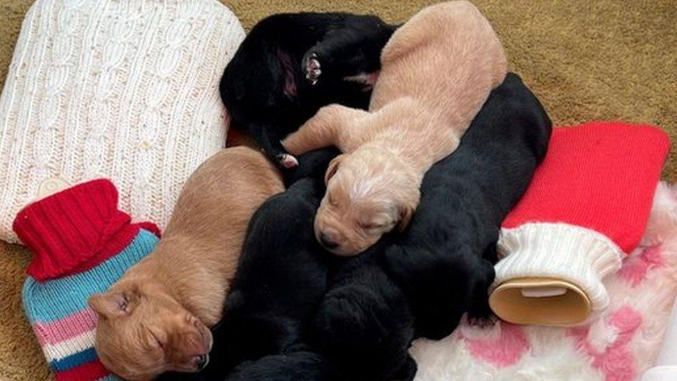 Puppies lying on hot water bottles