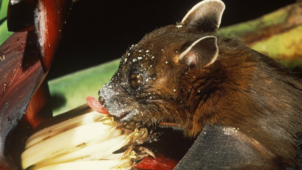 Fruit bat pollinating a banana plant