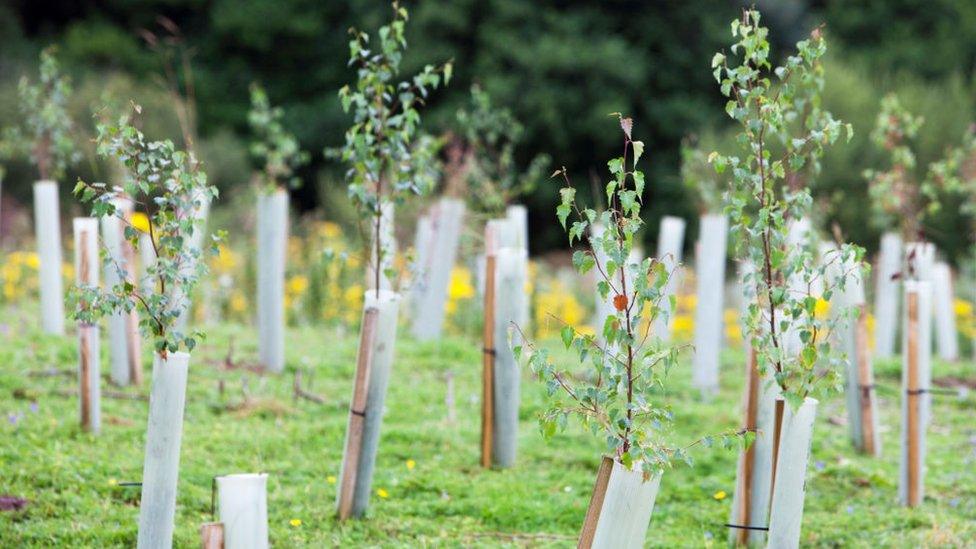 trees planted in a field in the countryside