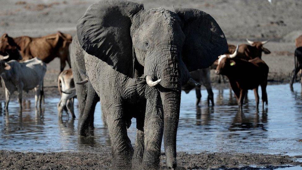 Elephant in Botswana